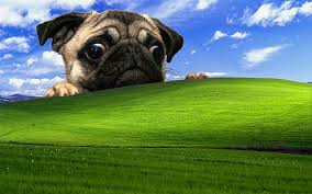 Hd Wallpaper Dog Pug Windows Xp Wallpaper Flare Every image can be downloaded in nearly every resolution to ensure it will work with your device.