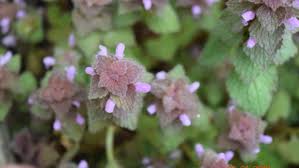 Maybe you would like to learn more about one of these? Spotlight On Weeds Purple Deadnettle Purdue Landscape Report