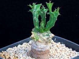 Image result for Euphorbia persistentifolia