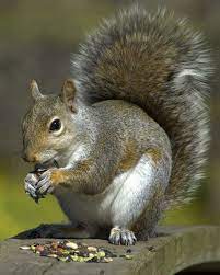 Http 4 Bp Blogspot Com Vhpmz7mlxtw Thif3qvbfki Aaaaaaaaamo Zfbik5 X6da S1600 Attractingsquirrels12 Jpg Pet Birds Pet Care Squirrel
