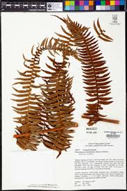 Image result for Christella chaseana