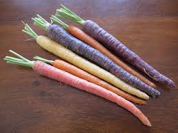 The carrot is a type of plant. Carrots A Colourful History From Purple To Orange Green Prophet