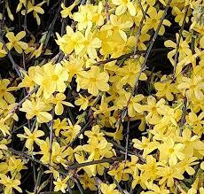 Image result for Jasminum