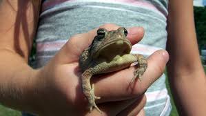 Maybe you would like to learn more about one of these? Frog Handling Etiquette Things You Should Know Frogpets