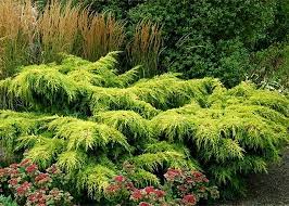 Juniperus Horizontalis Andorra Variegata Conifer Garden Evergreen Landscaping Japanese Garden