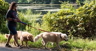 We encourage our members to rate and review cat sitters honestly. Pet Sitting Overnight Stays Dog Walking Branford Ct