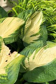 Prevent fungal disease by keeping water off the leaves whenever you irrigate. When To Cut Back Hostas A Seasonal Guide To Caring For Healthy Hosta Plants Home For The Harvest