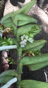 Image result for Microcoelia physophora