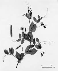 Image result for Pisum