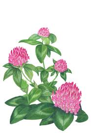When drawing a full profile of a skull, it can be important to remember that the spine doesn't end at the bottom of the jaw; Spring Detox 5 Bitter Herbs To Help Improve Digestion And Cleanse The Avena Botanicals