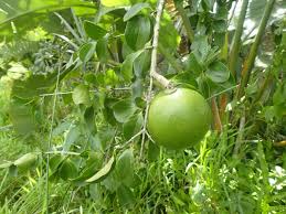 Image result for Strychnos mellodora