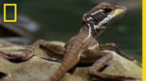 We did not find results for: Jesus Christ Lizard National Geographic Youtube