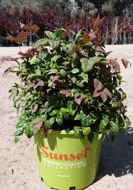 Maybe you would like to learn more about one of these? Nandina Blush Pink T Y Nursery