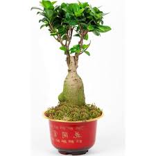 5) yeni başlayanlar için önerilen iç mekan bonsai ağaçları: Karadeniz Fidancilik Bonzai Cicegi Bonsai Havuc Koklu Fiyati