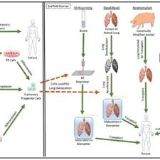 Read all poems of anna ong and infos about anna ong. Pdf Lung Tissue Bioengineering For Chronic Obstructive Pulmonary Disease Overcoming The Need For Lung Transplantation From Human Donors