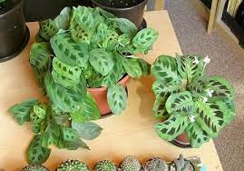 With water propagation, when you eventually pot them in soil, the water roots you initially grew have to converted to soil roots. Prayer Plant Propagation Sunday Gardener