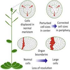 We did not find results for: Pixelated Plants Shed Light On Cell Size Control