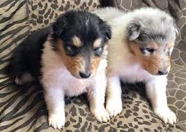 Both males and females available and ready for their new homes on the 13th of june puppies have been brought up in. Collie Puppies For Sale Pittsburgh Pa 269692 Petzlover
