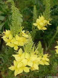 Image result for Primrose Yellow 1958 Admiral