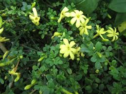 Image result for Jasminum meyeri-johannis
