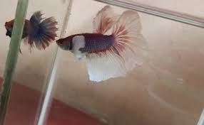 Dumbo ear bettas have enlarge pectoral fins that look like the ears on dumbo the flying elephant. Dark Perple And White Dumbo Ear Full Moon Betta Fish Size 3 Inch Rs 300 Packet Id 22351690033