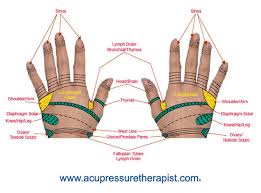 Hand Reflexology Chart Reflexologist Map Acupressure