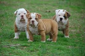 Hopefully, the above list of french bulldog puppies was helpful in enabling you to find a puppy in alabama. Buldog Kennel Carinewbi