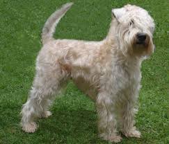 Advertising a puppy for sale with a 'fake' mum to make it look like they've been bred in a family home. Soft Coated Wheaten Terrier Pets Australia