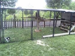 cat enclosure with petsafe dog kennels