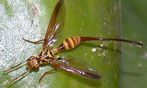 Get care tips for papaya, growing, propagating. Papaya Fruit Fly Toxotrypana Curvicauda Gerstaecker