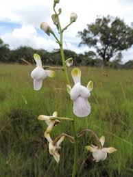 Image result for Eulophia malangana
