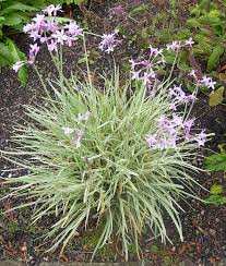 The flowers are often used in making soups and salads. Edibles In Dunedin Botanics Edimentals