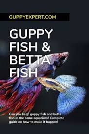 How to breed betta fish. Can You Keep Guppy Fish And Betta Fish In The Same Aquarium In My Detailed Guide You Will Learn How To Keep Bettas A Guppy Fish Breeding Betta Fish Betta Fish