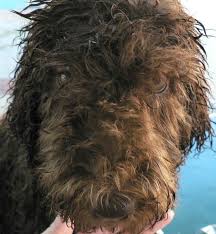 Taking your dog for a professional groom is a. Royal Pet Grooming Brooklyn The Y Guide