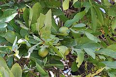 Image result for Diospyros mespiliformis
