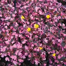 Image result for Oxalis purpurascens