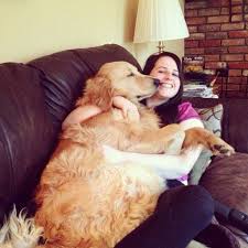 big lap dog golden puppies dog memorial beloved dog