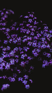 Screensaver For Iphone 7 5 Of 10 With Purple Flowers Hd Wallpapers Wallpapers Download High Resolution Wallpapers Purple Flowers Wallpaper Dark Purple Aesthetic Flower Background Iphone
