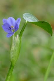 Image result for Monochoria africana