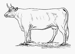 Kulit kuda belang adalah putih yang bergaris hitam. Cow Sapi Hitam Putih Png Free Transparent Clipart Clipartkey