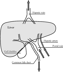 Lifestyle changes may slow the progression of some types of liver disease. Liver Blood Flow Diagram Fusebox And Wiring Diagram Series Aspect Series Aspect Id Architects It