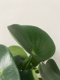 Mixing fine gravel into the soil helps these plant's roots get. The Ultimate Cheatsheet For All Peperomia