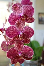Orchids The Family Of Orchidaceae Orchidaceae Indoor Plants Pet Friendly Orchid Plants