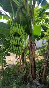 Gambar di bawah ni menunjukkan pokok pisang yang sudah berumur 2 segar nampak pokok pisang ni. Warisan Petani Tanaman Pisang 12 Pokok Pisang Serendah