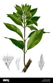 Image result for Rhizophoraceae