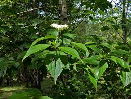 Image result for Cornaceae