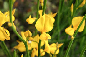 Image result for Aptosimum junceum