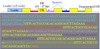 In most genomes or sets of genetic instructions, palindromic motifs are. Crispr Home Page