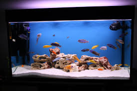 If you clean out the whole tank. Fish Tank Home Made Decorations Thatcherite