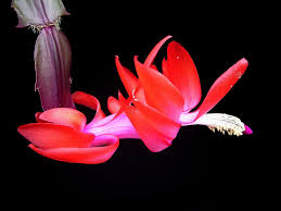 Like 'the garden of love', it is written in simple quatrains, albeit with a different rhyme scheme. Charles Darwin S Grandfather Was Famous For His Poems About Plant Sex Smart News Smithsonian Magazine